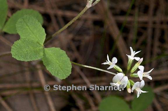 trifolium breweri 2 graphic